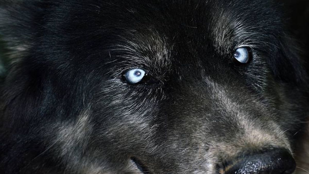 5 races de chiens qui ressemblent énormément aux loups