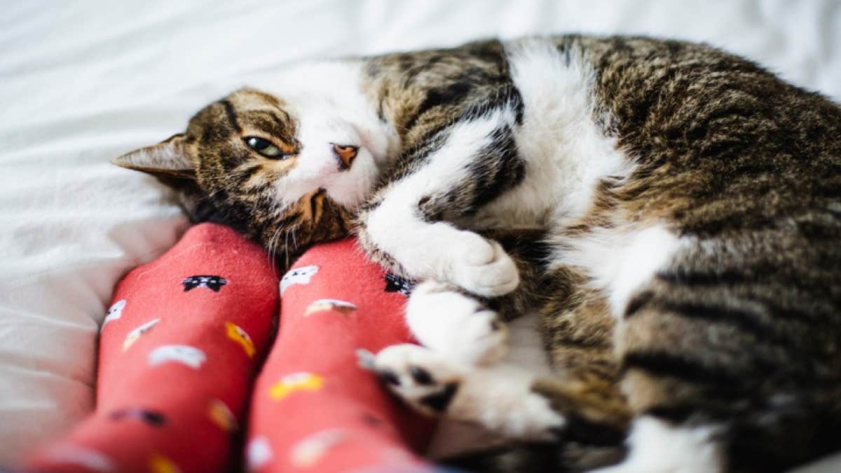 Voici les 5 choses que les chats aiment plus que tout