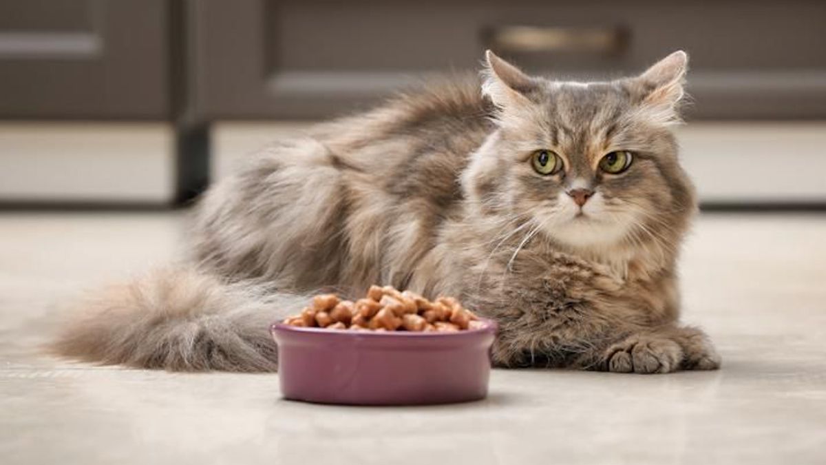 5 super astuces pour stimuler l'appétit de votre chat lorsqu'il ne mange pas