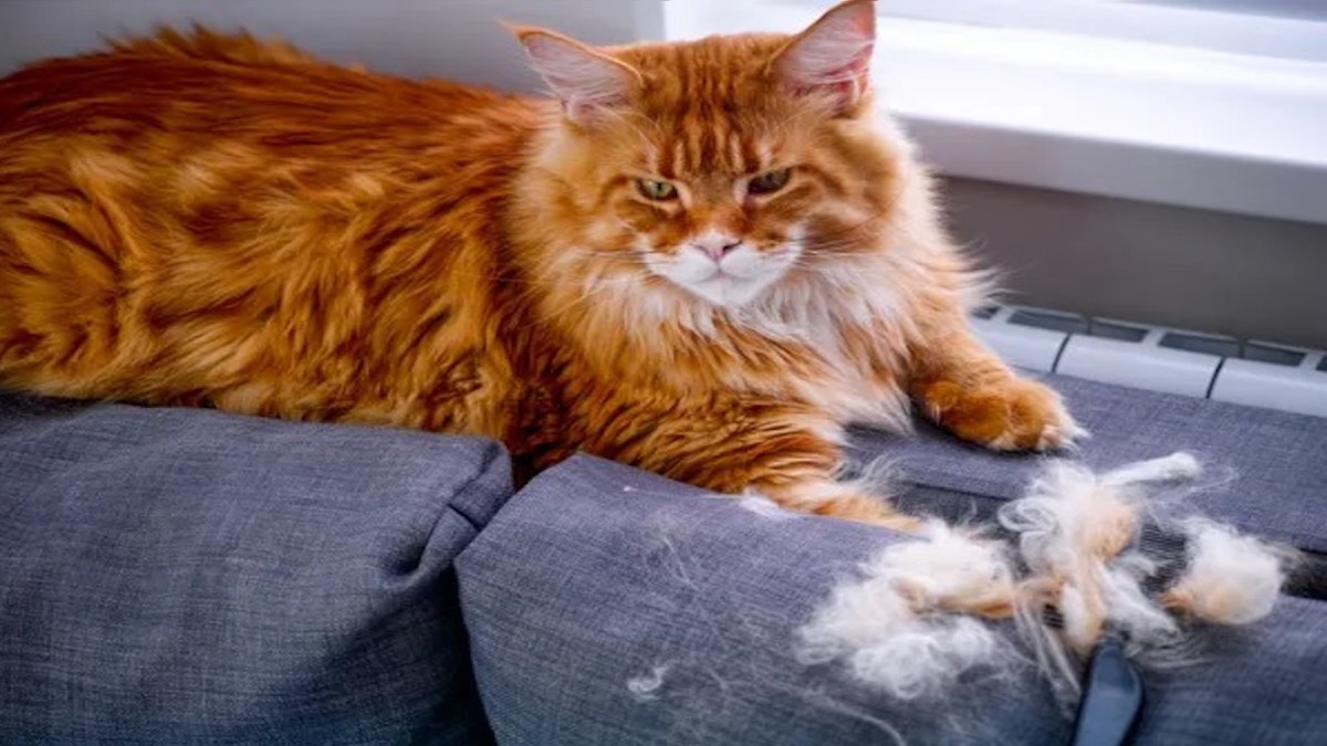 À quelle fréquence votre chat perd-il ses poils ? Tout savoir sur la mue