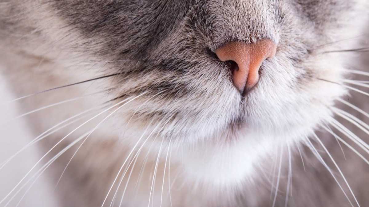 Découvrez à quoi servent les moustaches du chat