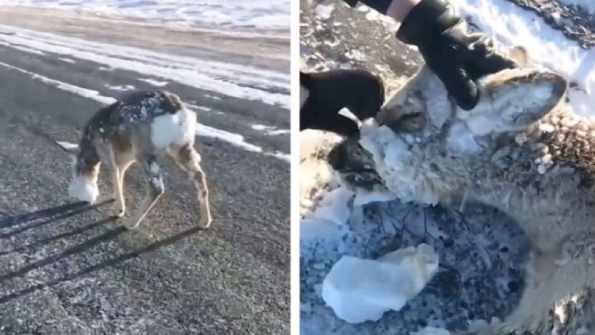 Le froid extrême gèle les animaux vivants aux États-Unis