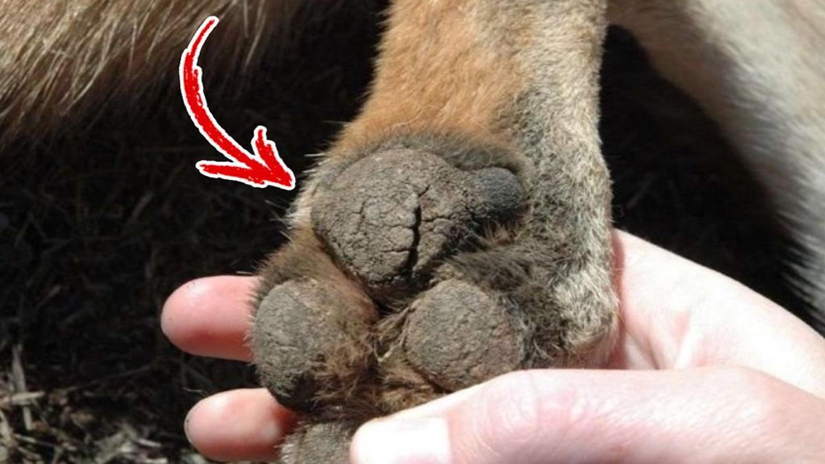Apprenez à soigner les coussinets de votre chien lorsqu'ils sont endommagés