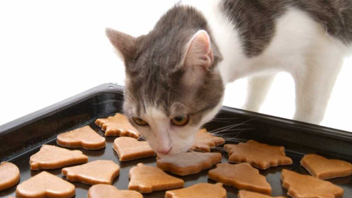 Biscuits pour chats faits maison : des recettes rapides, faciles et délicieuses