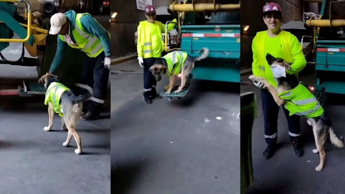 Vidéo : Ce chien fait sensation sur Internet pour la façon dont il ramasse les ordures