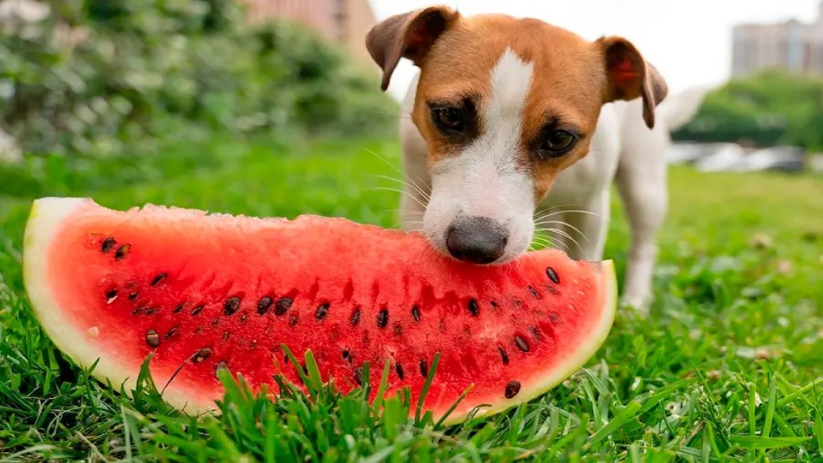 Découvrez quels fruits votre chien peut manger et ceux qui lui sont nocifs