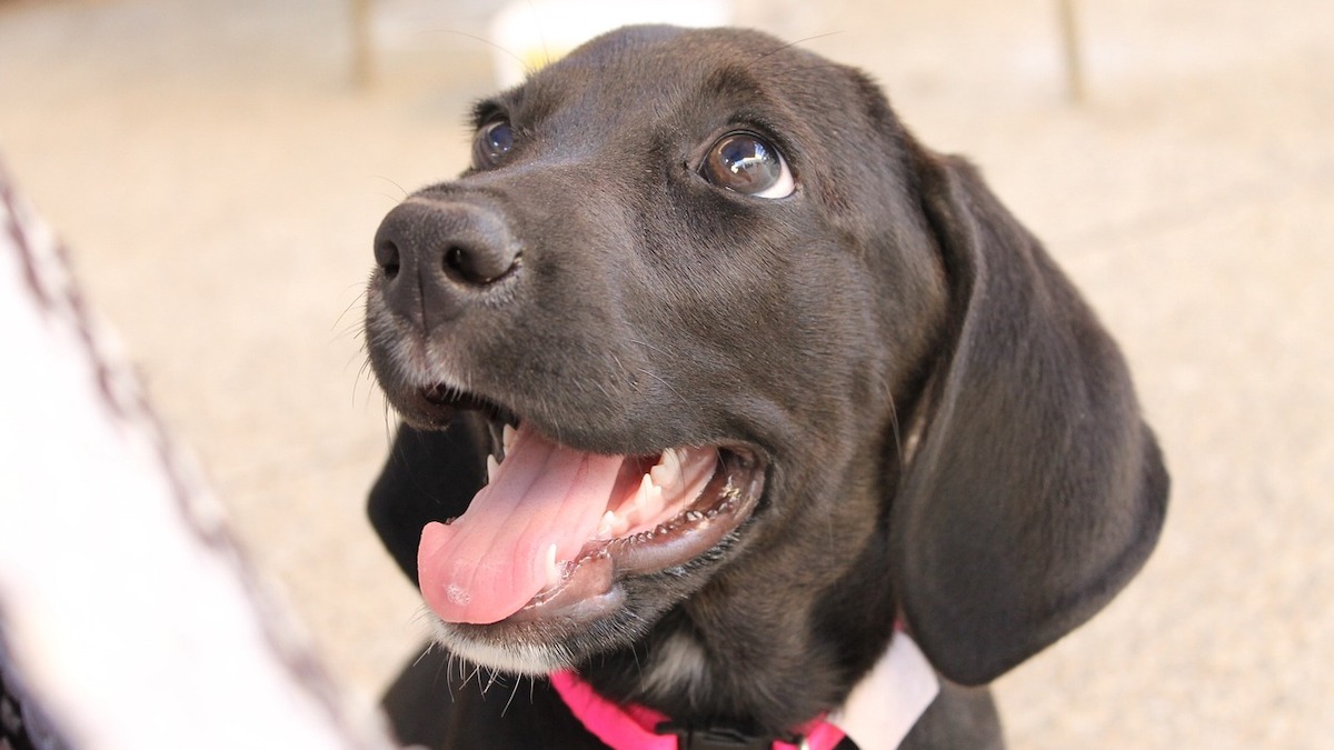 Voici où adopter vos animaux de compagnie, chiens et chats en France