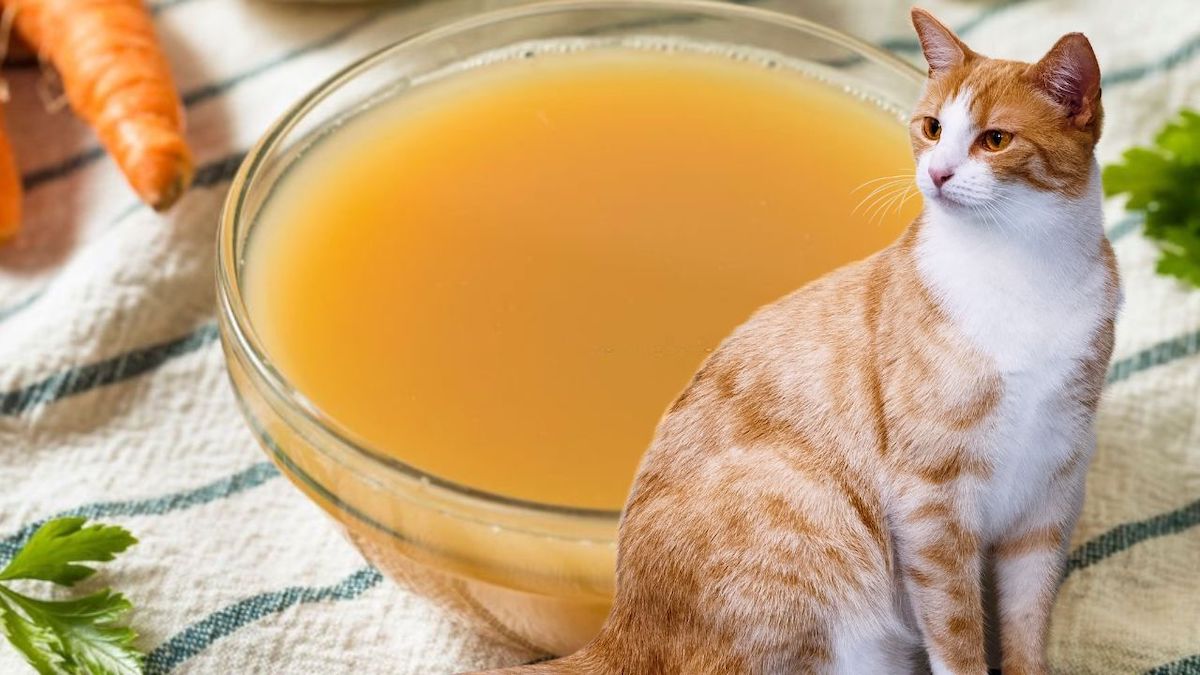Voici une recette de bouillon de poulet facile à préparer pour les chats pour les aider à affronter le froid
