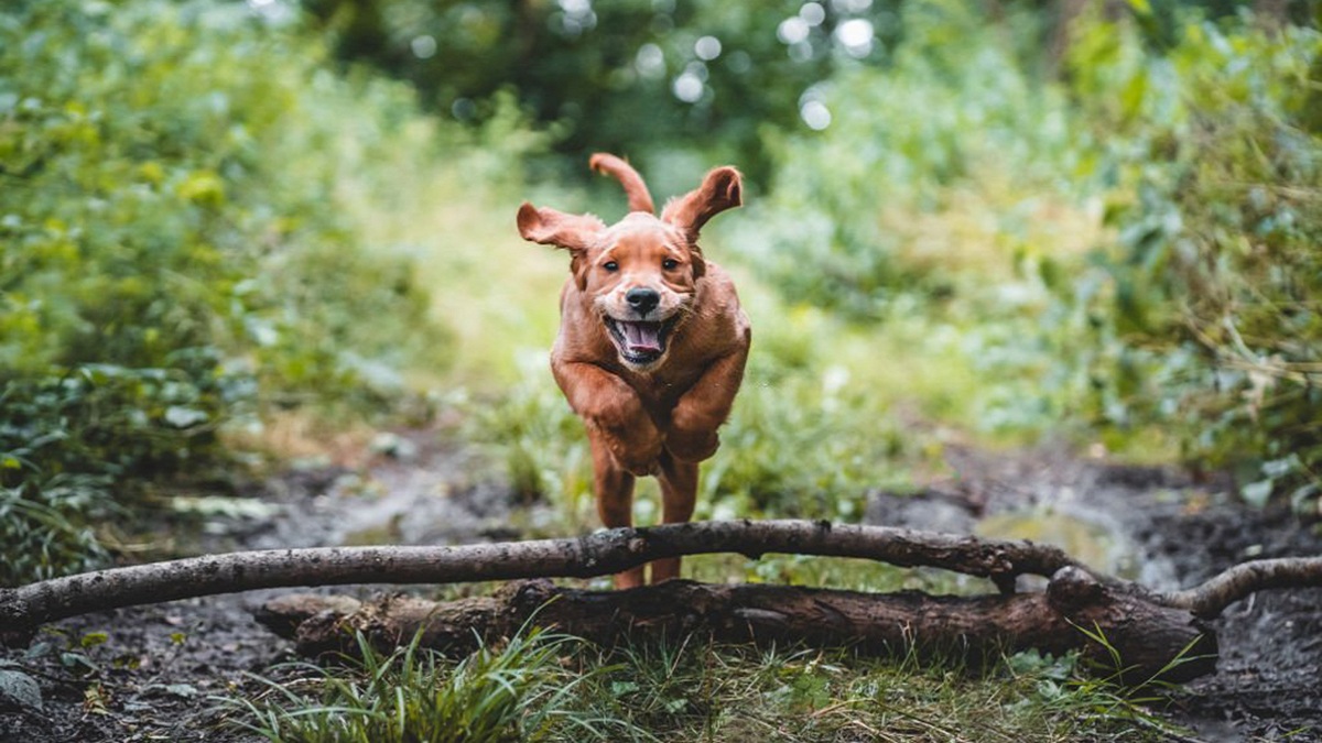 Vidéo : Toby, le Chien héros qui a sauvé son maître d’un vol avant de mourir !