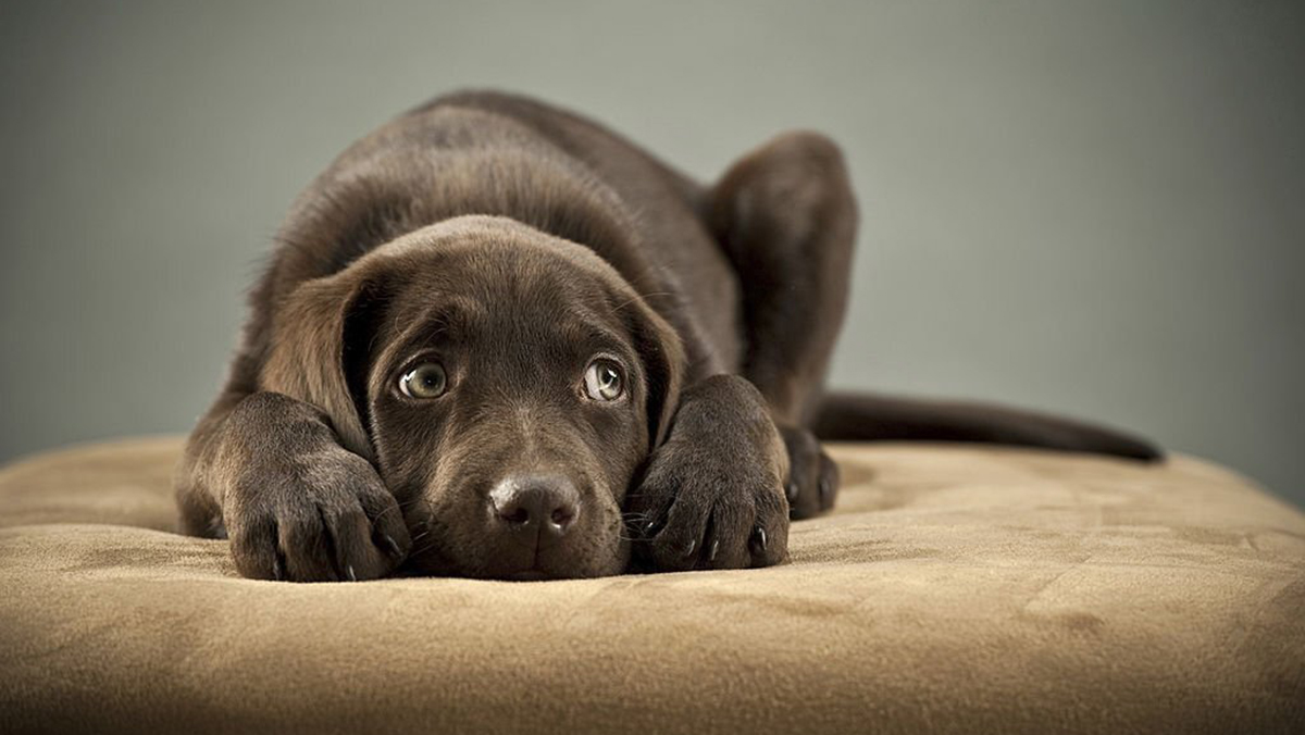 Attention à ce mot qui peut faire très peur aux chiens !