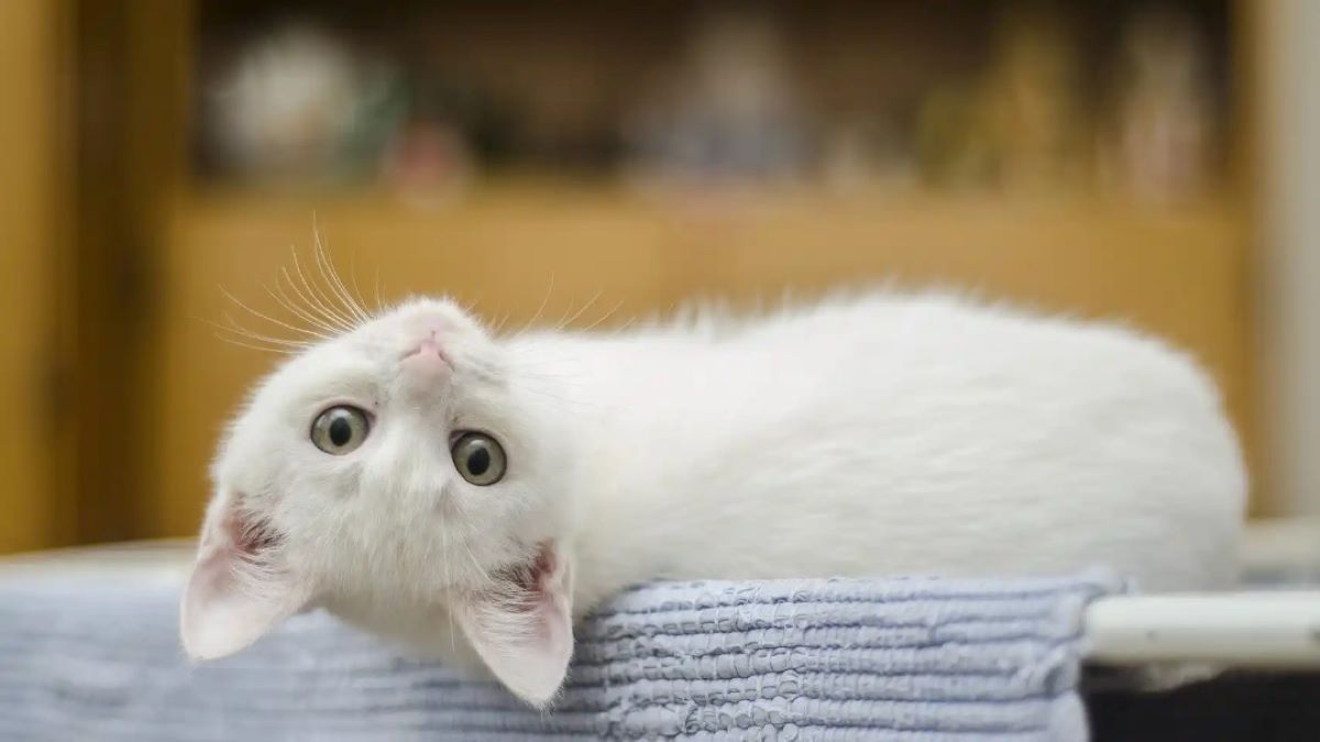 Combien de jours votre chat peutil rester seul à la maison