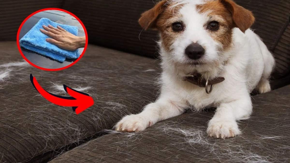 Comment enlever des poils de chat ou de chien ?