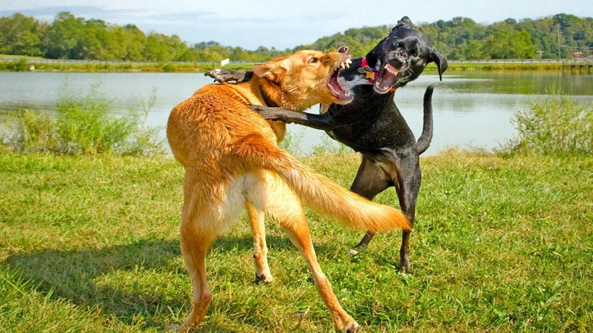 Comment réagir face à un combat entre votre chien et un autre