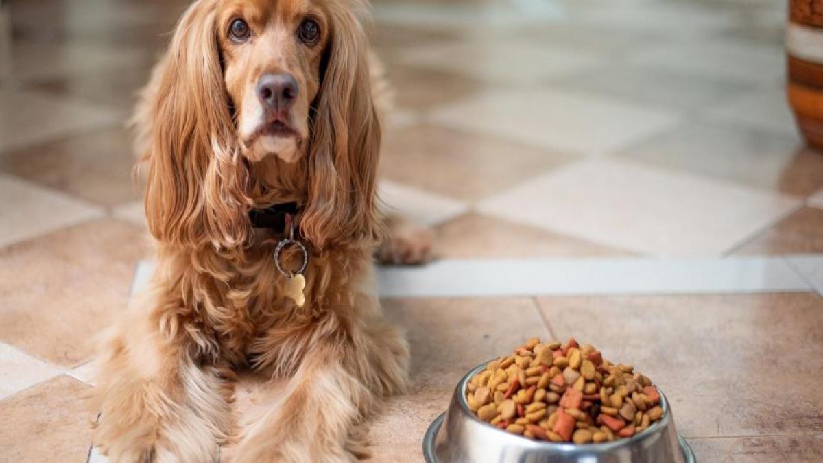 Voici comment guérir l'anxiété de votre chien à propos de la nourriture