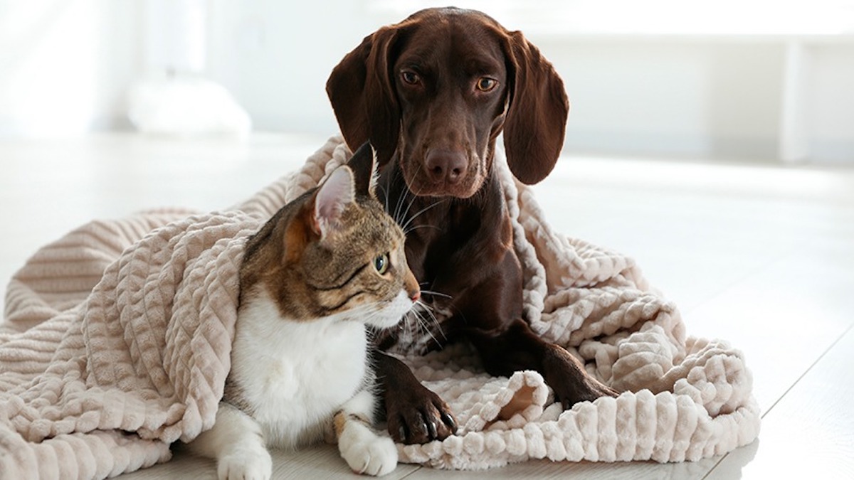 Voici comment le froid affecte votre animal et ce que vous devez faire pour le prévenir