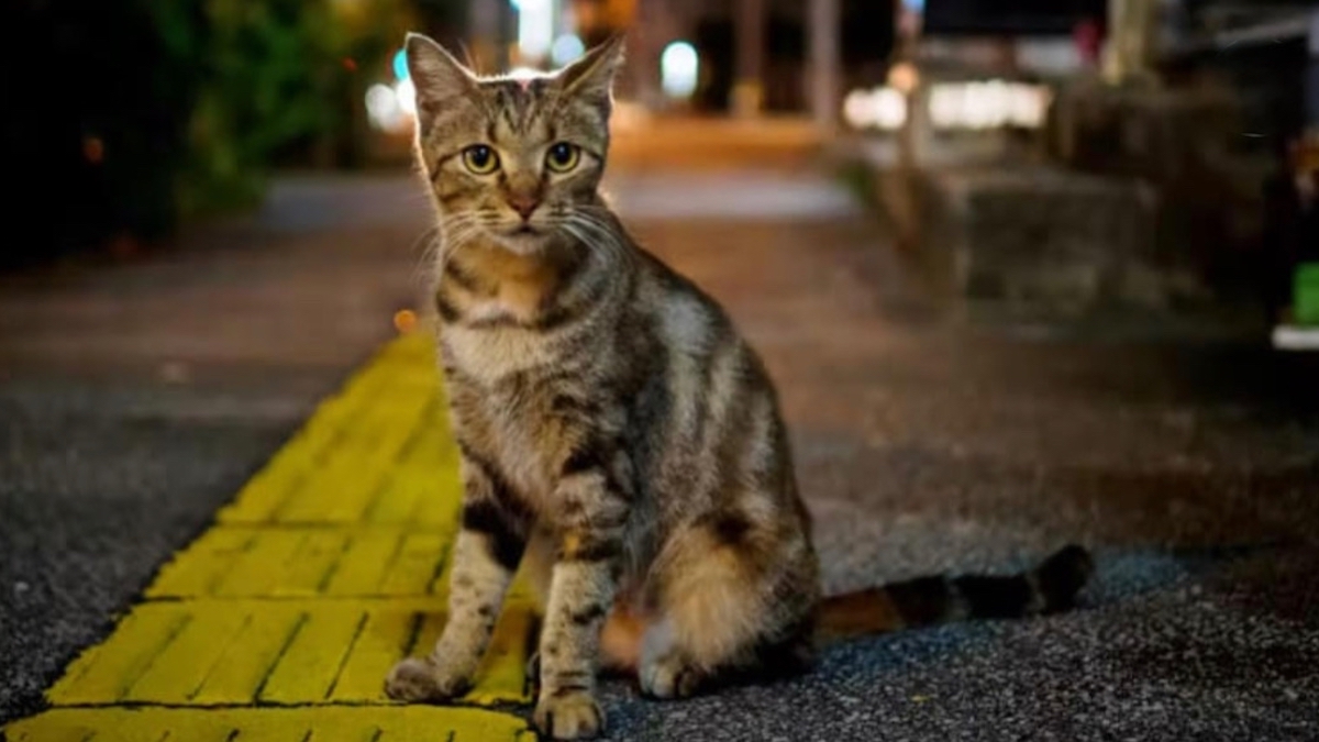 Comment puis-je faire vivre mon chat plus longtemps ?