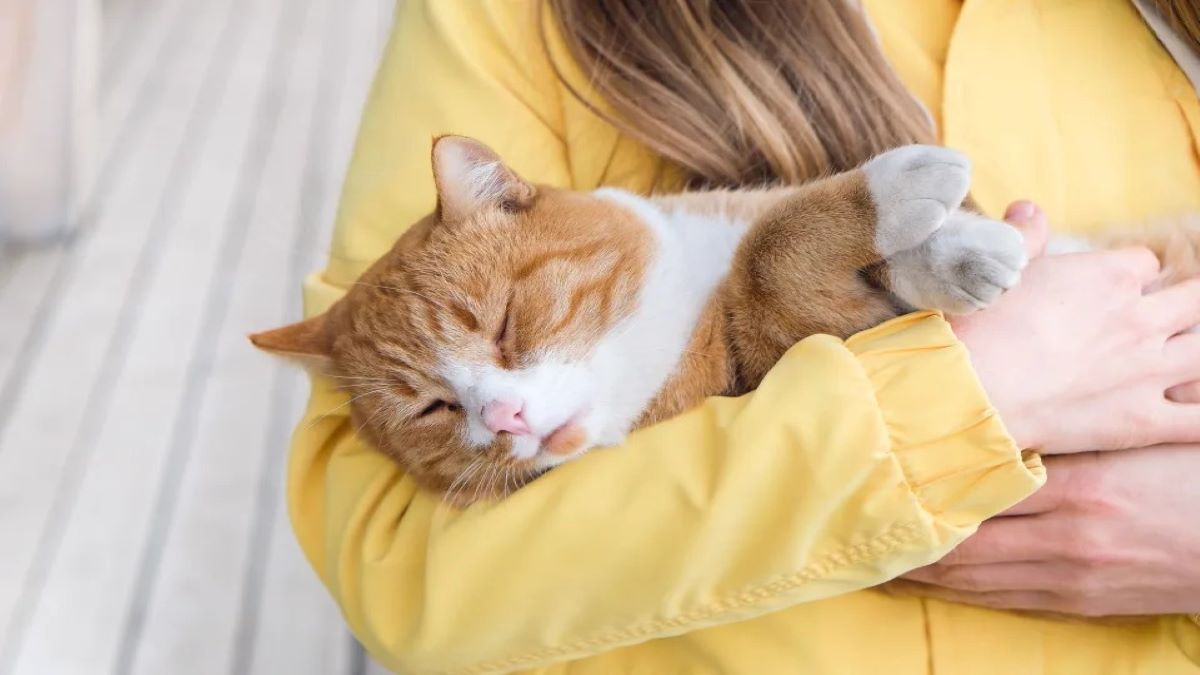 Comment savoir si votre chat a de la fièvre ? Voici les signes révélateurs