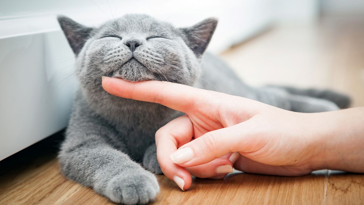 Voici les meilleurs conseils pour rendre votre chat plus affectueux