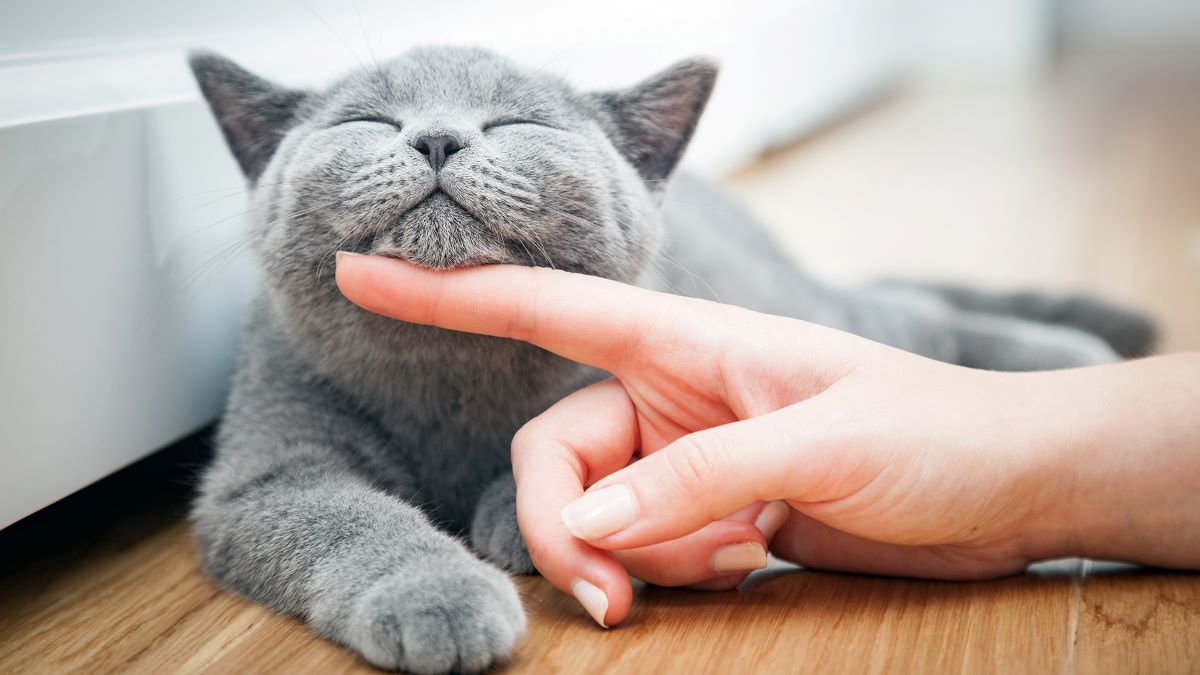 Voici Les Meilleurs Conseils Pour Rendre Votre Chat Plus Affectueux