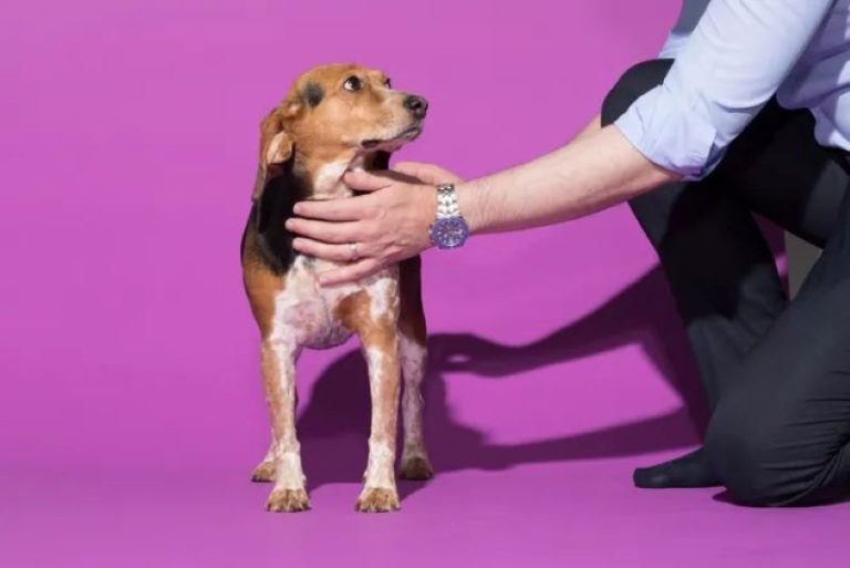 De quelle couleur les chiens voientils ? Voici ce que dit la science