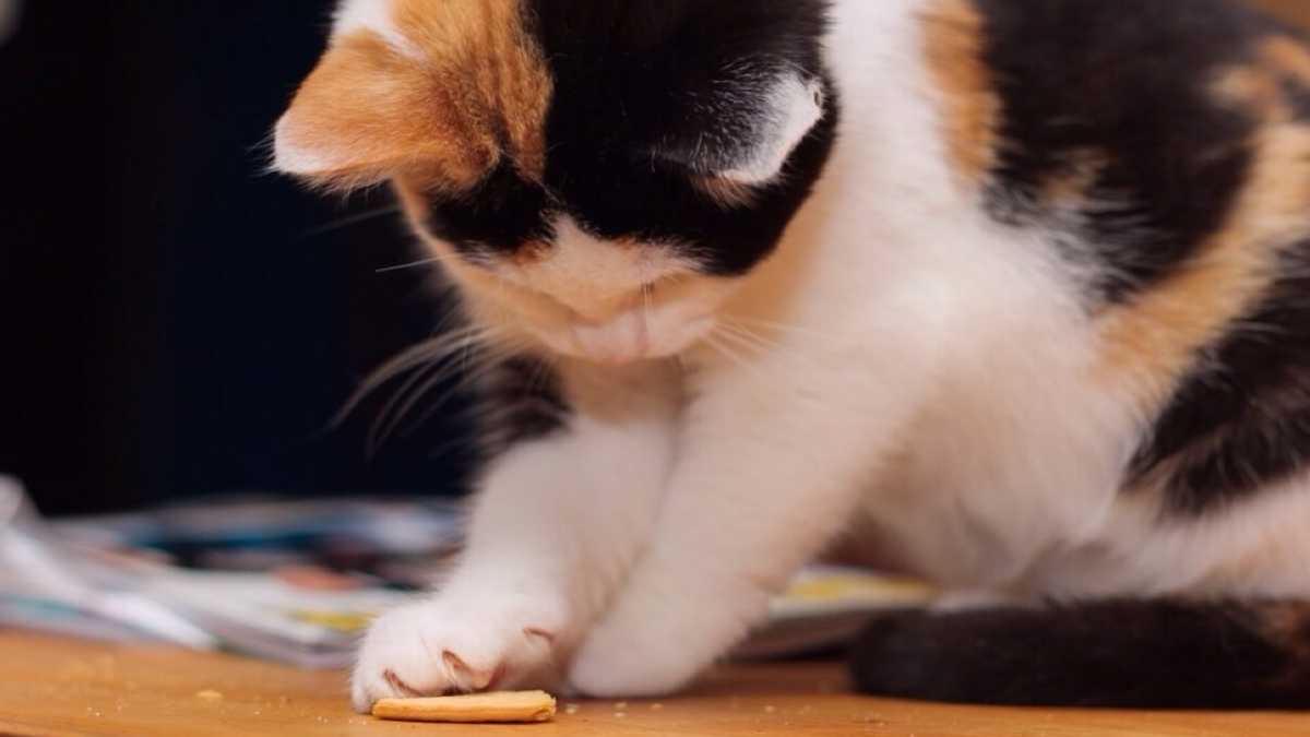 Découvrez la recette savoureuse de biscuits au poulet pour les chats