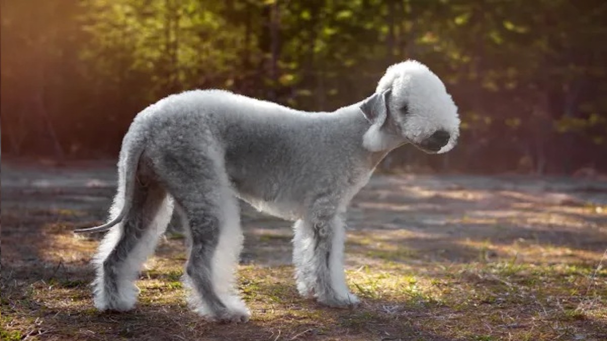 Découvrez les 5 races de chiens qui ressemblent à des moutons