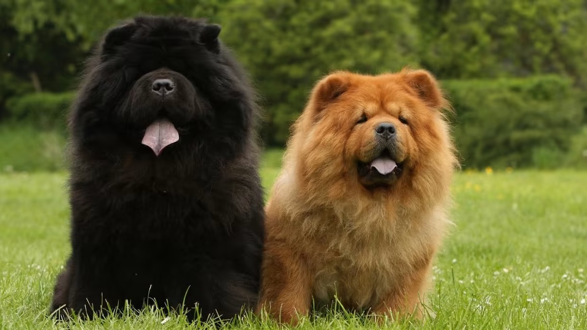 Découvrez les 5 races de chiens qui ressemblent à des ours