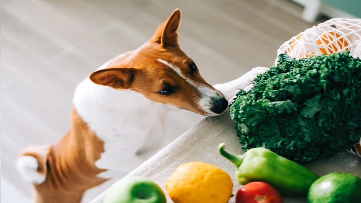 Découvrez les 6 meilleurs légumes à donner à votre chien pour sa santé
