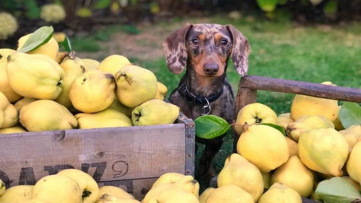Découvrez les meilleurs fruits que les chiens peuvent manger !