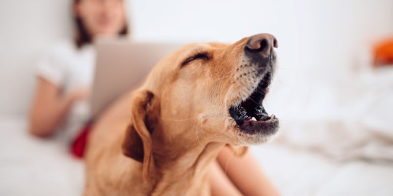 Des astuces efficaces pour que votre chien n'aboie plus autant