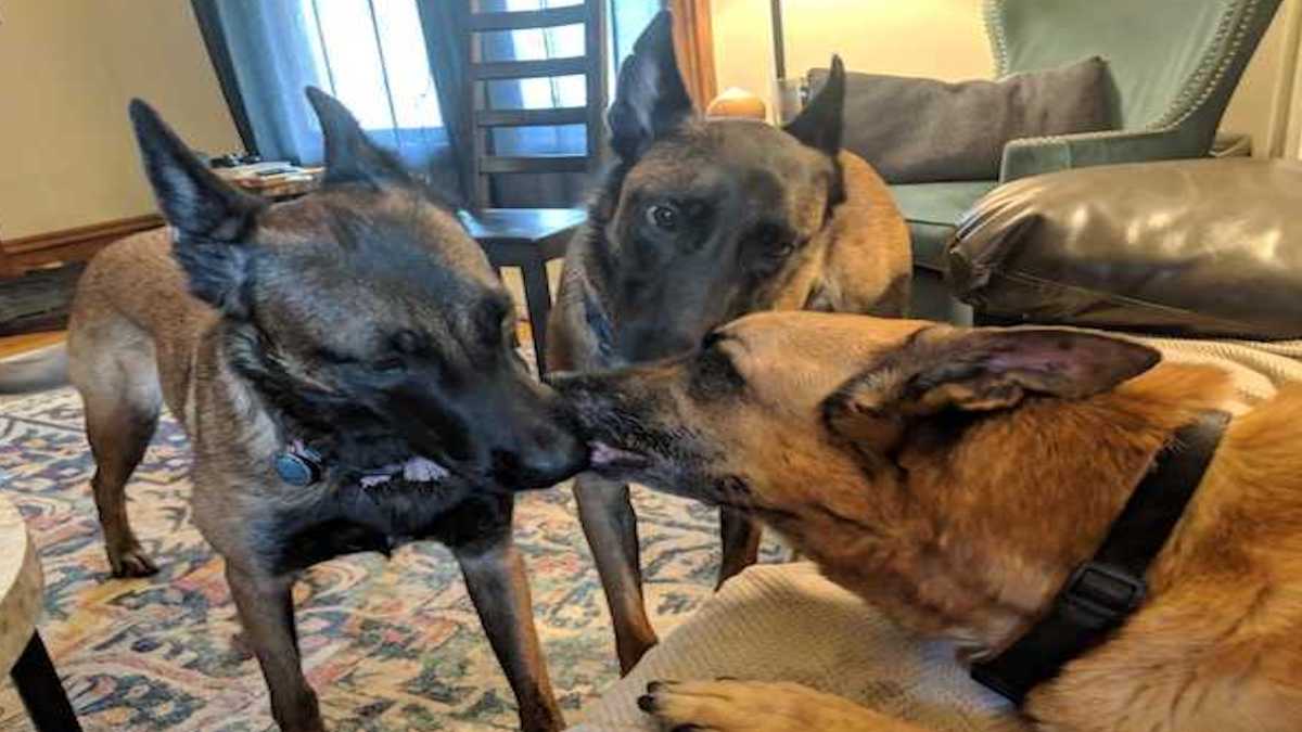 Des chiens font des bisous à leur frère juste avant de lui faire leurs adieux définitifs