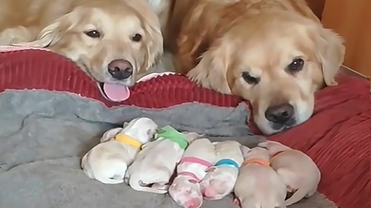 Des parents Golden Retriever s'occupent de leurs chiots nouveau-nés (Vidéo)