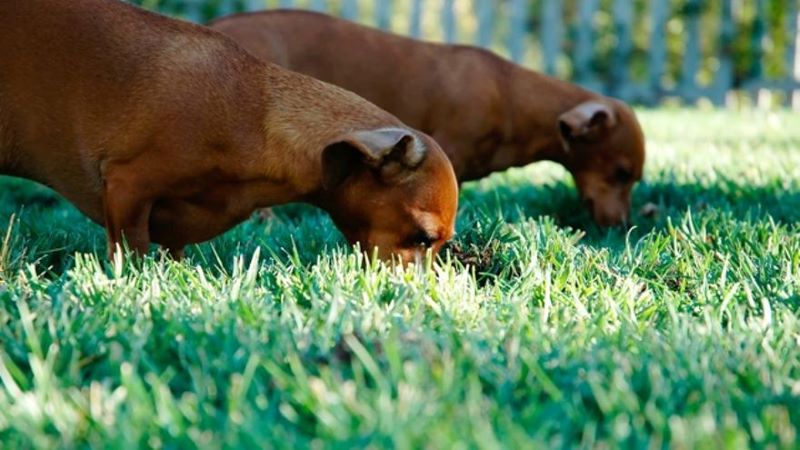 Est-ce un mauvais signe si mon chien mange de l'herbe ?