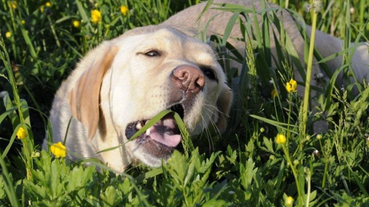Est-ce un mauvais signe si mon chien mange de l'herbe ?