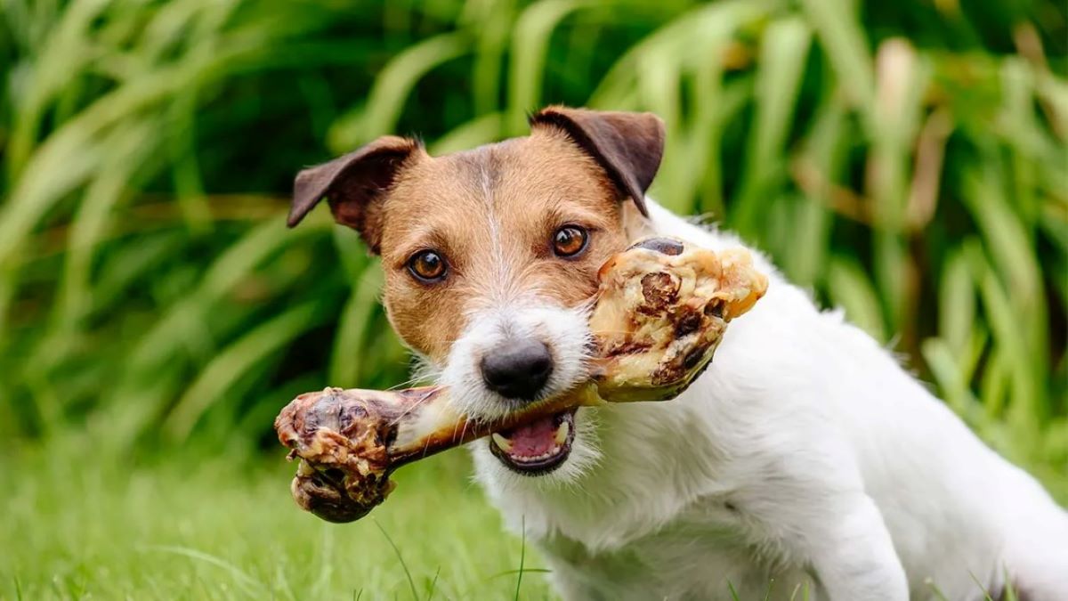 Est-il dangereux de donner des os à manger à votre chien ? Voici la réponse