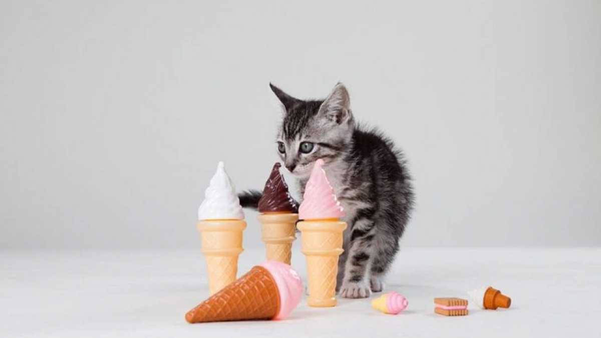 Glace pour chats : 5 recettes maison qu'ils vont adorer !