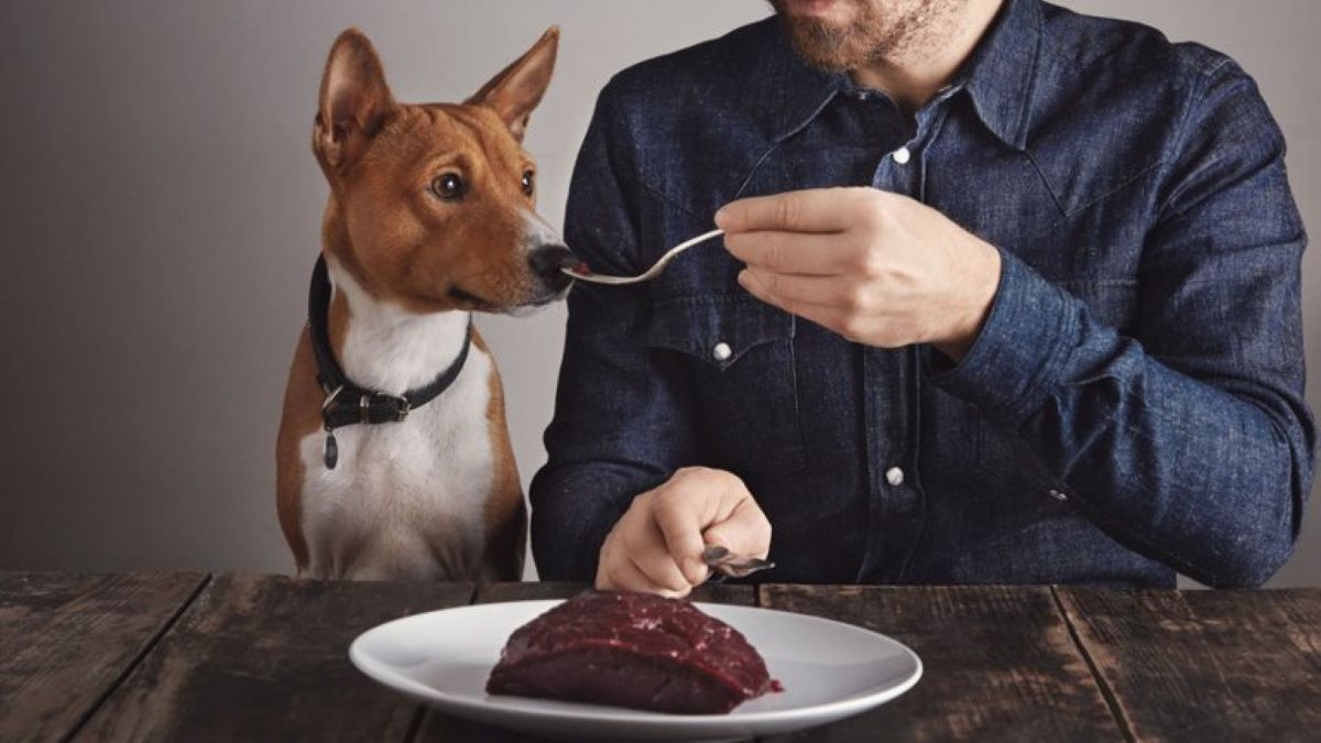 Est-il bon de donner de la viande à un chien ? Voici la réponse