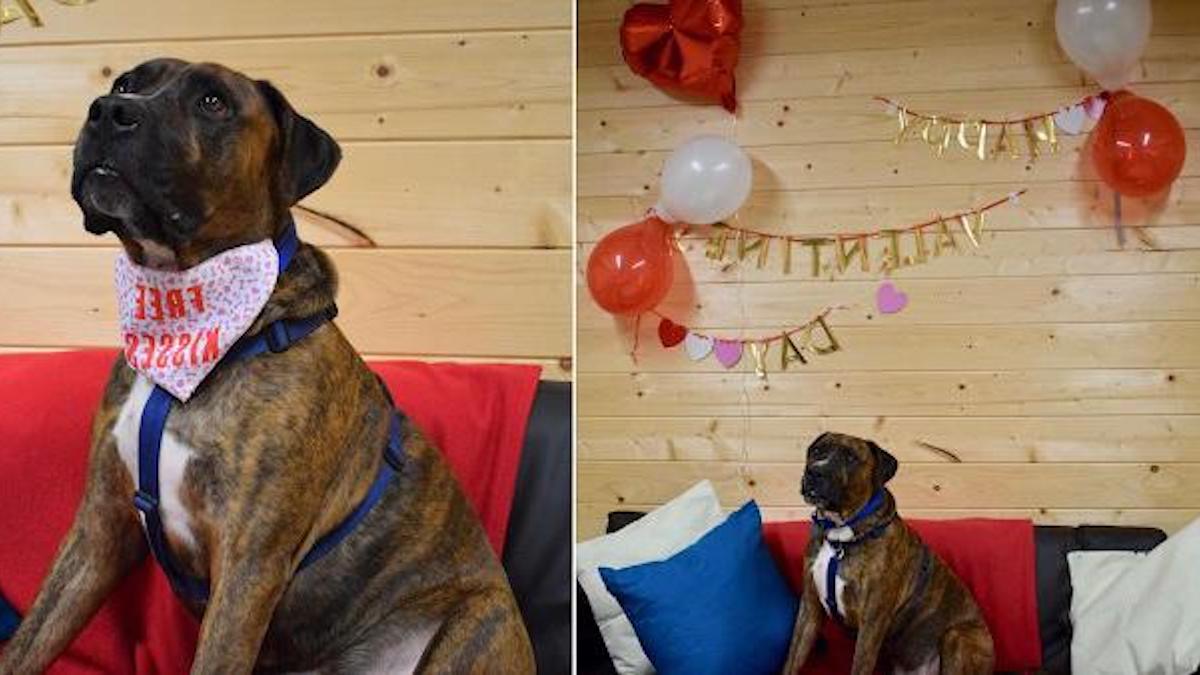 Ils organisent une fête pour aider un chien à être adopté, mais personne n'est venu