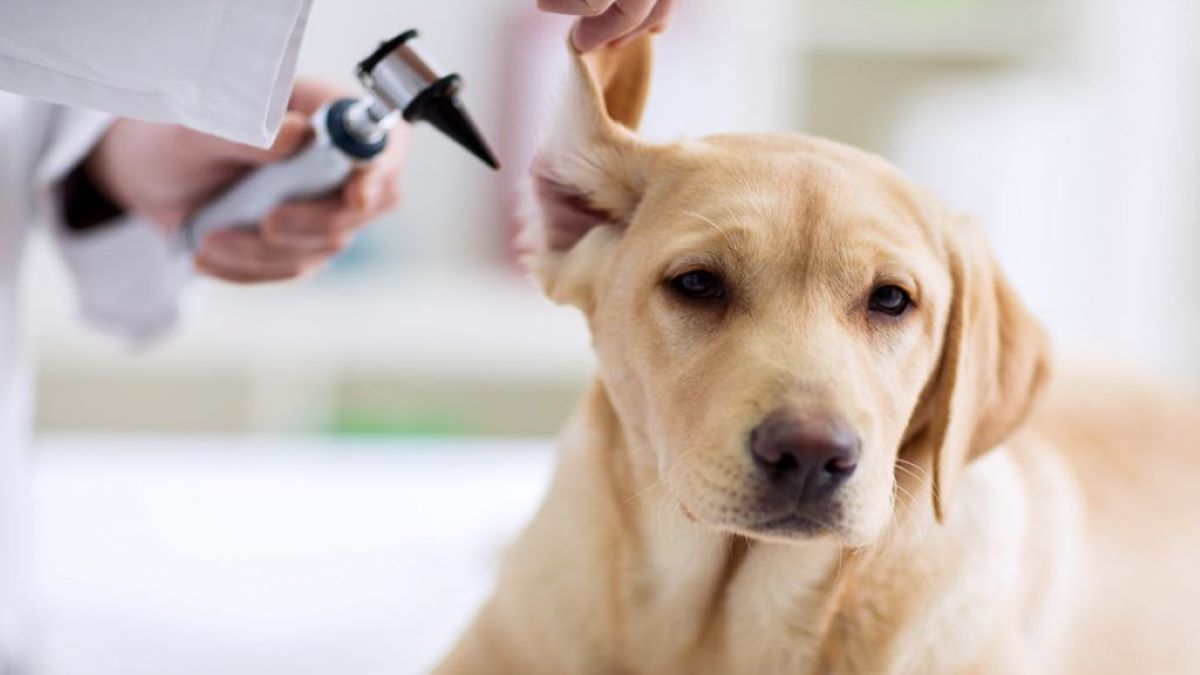 Voici comment nettoyer facilement les oreilles et les yeux de votre chien