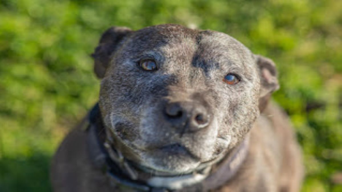 La lettre déchirante d'un chien abandonné