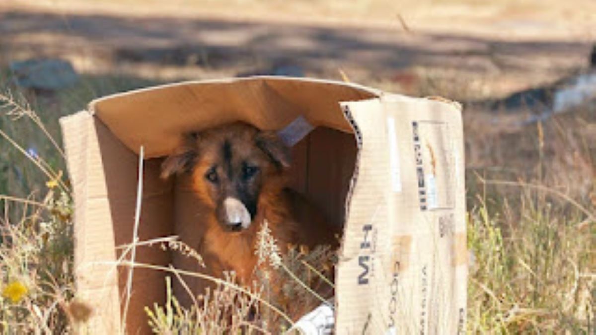 La lettre d'un chien abandonné