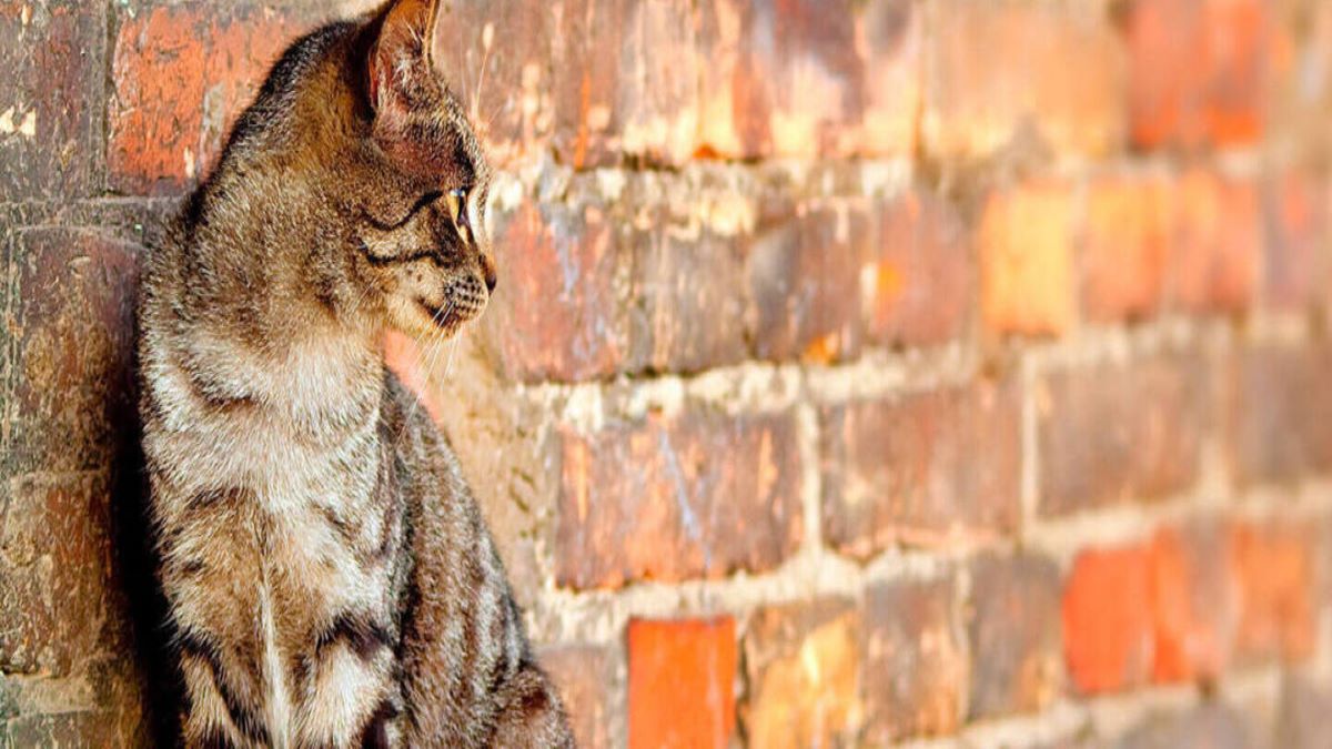 La première chose à faire lorsque votre chat s'échappe de la maison