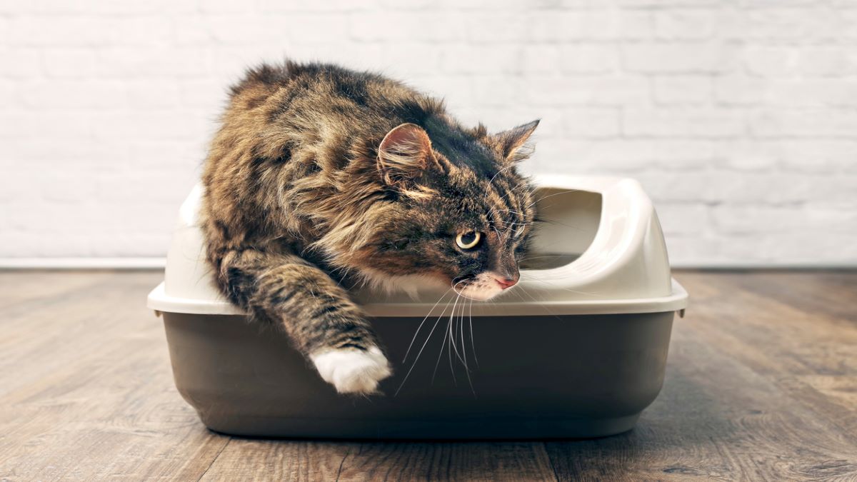 La raison pour laquelle les chats enterrent leurs excréments