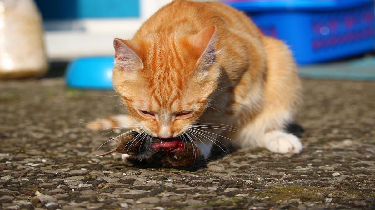 La toxoplasmose chez le chat : de quoi s'agit-il et comment éviter qu'il nous la transmettre