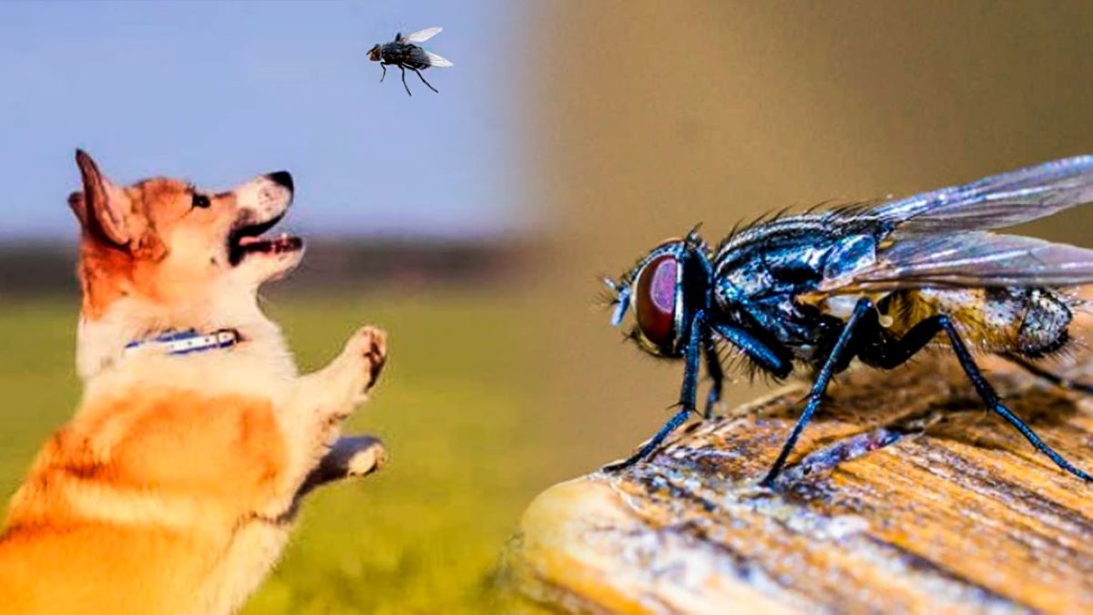 La vraie raison pour laquelle les chiens ont tendance à manger des mouches