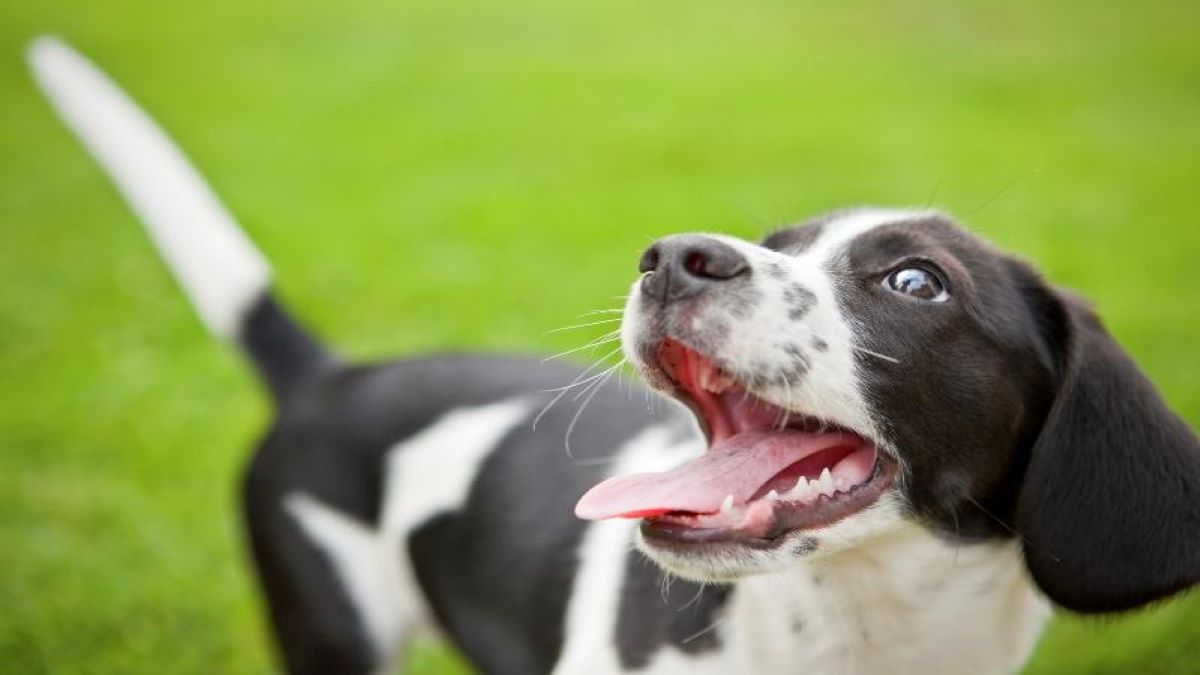 La vraie raison pour laquelle les chiens remuent la queue