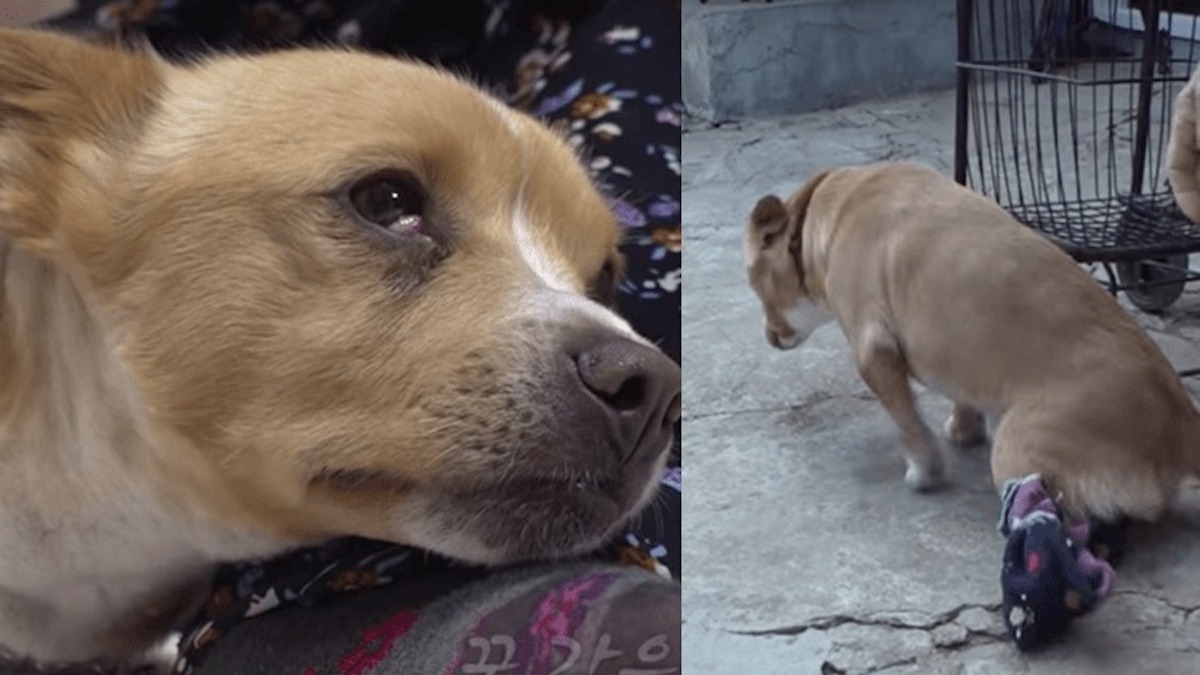Le chien paralysé d'une femme est emmené et celle-ci s'effondre au sol en larmes