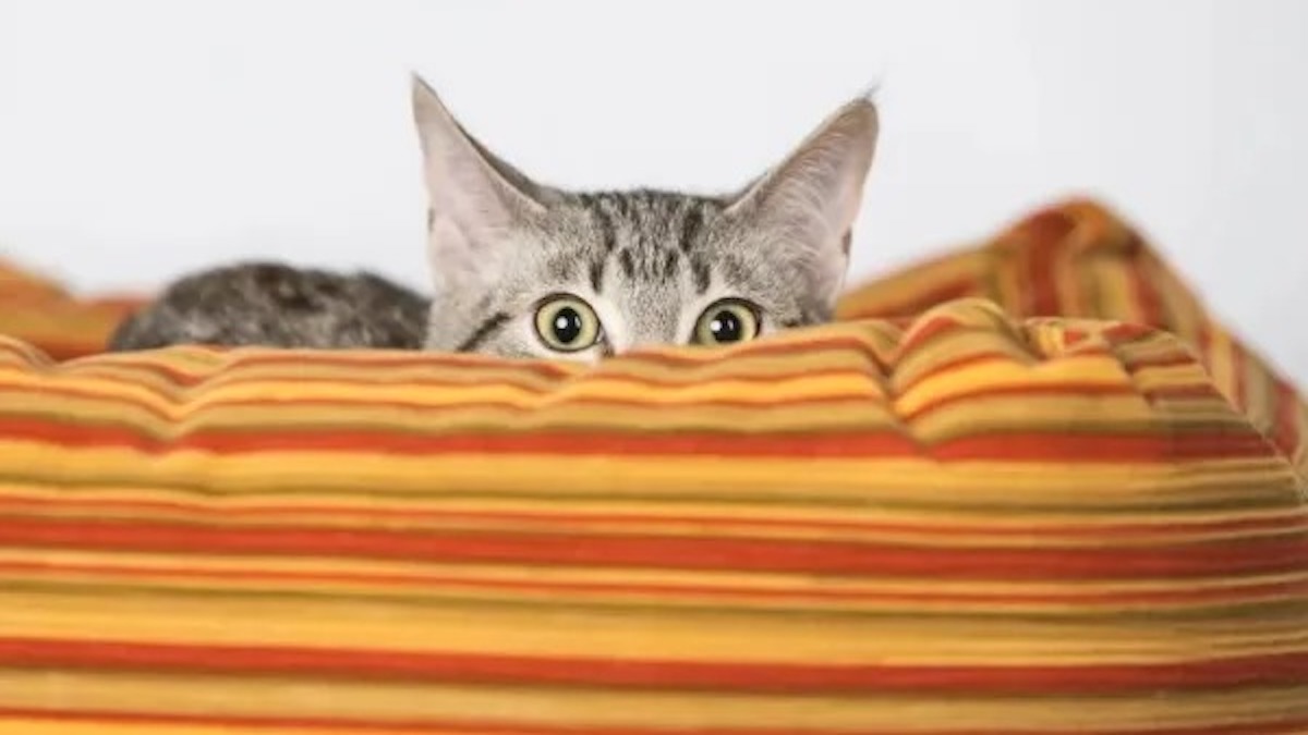 Les 5 choses que les chats craignent le plus