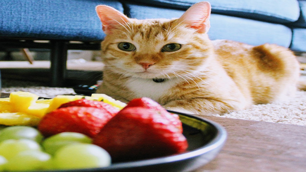 Voici quels sont les 5 meilleurs fruits pour la santé de votre chat