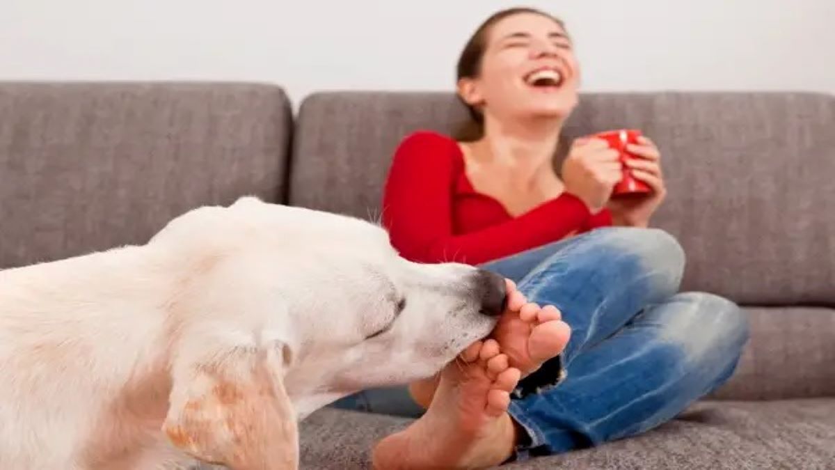 Les 5 raisons pour lesquelles votre chien vous lèche les pieds